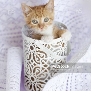 Orange kitten standing up inside a metal lace container, surrounded by a gathered white lace table runner, purple background.