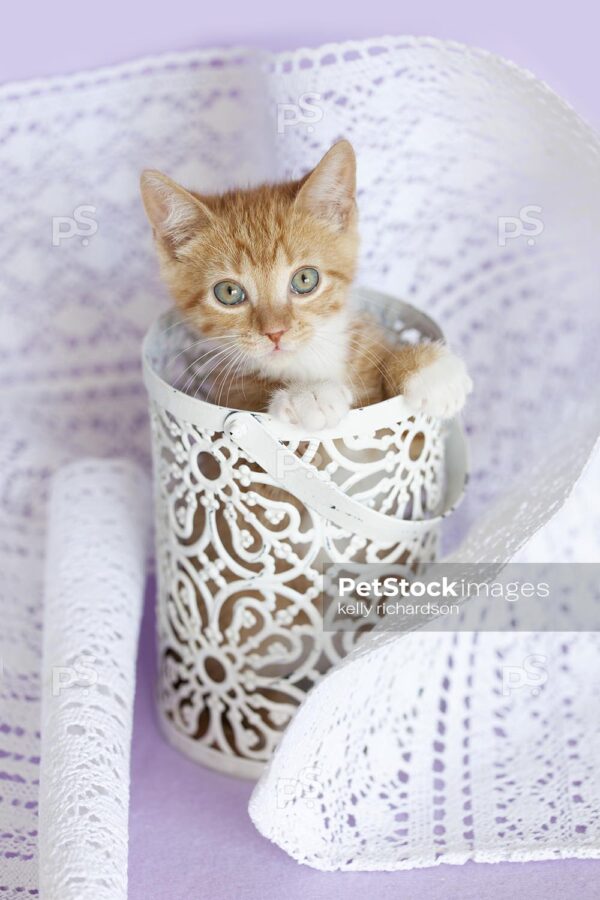 Orange kitten standing up inside a metal lace container, surrounded by a gathered white lace table runner, purple background.