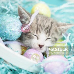 Gray and white tabby kitten sleeping in a white easter basket with easter eggs and crinkle grass, blue background.