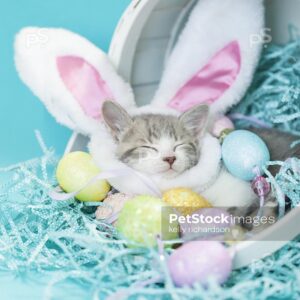 photo of a Gray and white tabby kitten wearing Easter bunny ears sleeping in a white easter basket with easter eggs and crinkle grass, blue background.