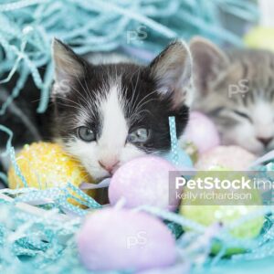 Two Easter Kittens: a Black and white and a Gray and white tabby kitten in a white easter basket with easter eggs and crinkle grass, blue background.