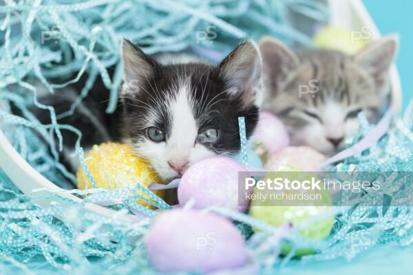 Two Easter Kittens: a Black and white and a Gray and white tabby kitten in a white easter basket with easter eggs and crinkle grass, blue background.