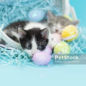 Two Easter Kittens: a Black and white and a Gray and white tabby kitten in a white easter basket with easter eggs and crinkle grass, blue background.