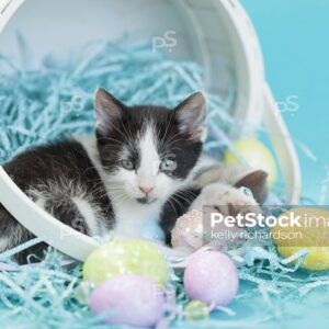 Black and white kitten in a white easter basket with easter eggs and crinkle grass, blue background.