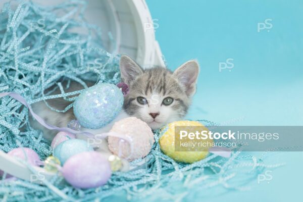 Gray and white tabby kitten sitting inside a white easter basket with easter eggs and crinkle grass, blue background.