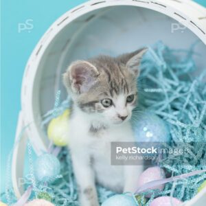 Gray and white tabby kitten sitting inside a white easter basket with easter eggs and crinkle grass, blue background.