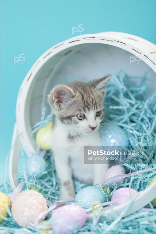 Gray and white tabby kitten sitting inside a white easter basket with easter eggs and crinkle grass, blue background.