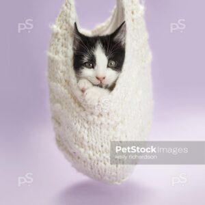 Black and white kitten inside of an upside down white knit hat, purple background.