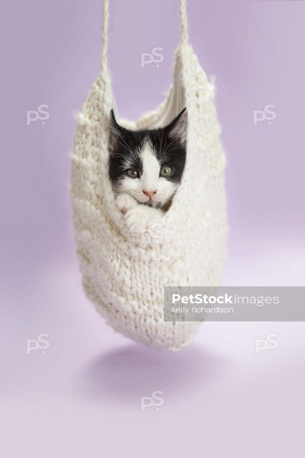 Black and white kitten inside of an upside down white knit hat, purple background.