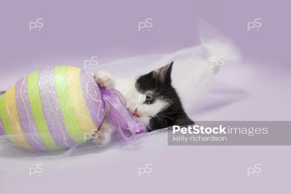 Black and white kitten sleeping next to a large foam striped purple, green and yellow Easter egg, purple background.