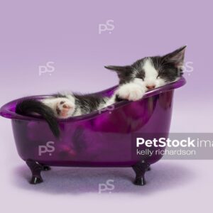 Black and white kitten sleeping inside of a purple bath tub,  purple background.