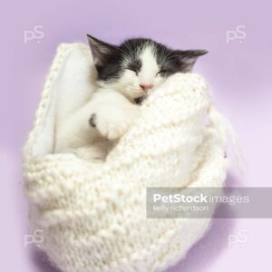 Black and white kitten bundled inside of an upside down white knit hat, purple background.