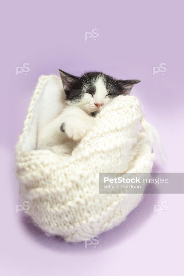 Black and white kitten bundled inside of an upside down white knit hat, purple background.