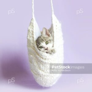 Gray and white kitten hanging inside of an upside down white knit hat, purple background.