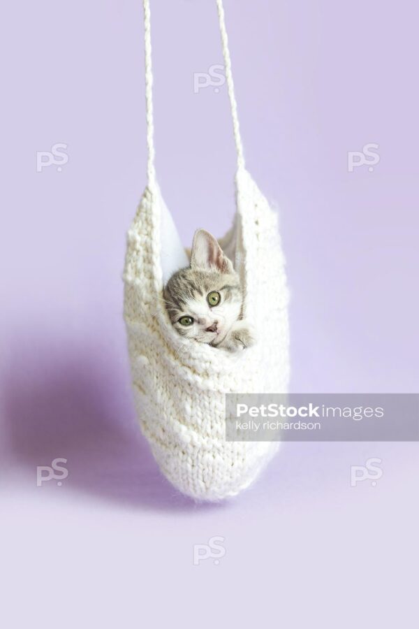 Gray and white kitten hanging inside of an upside down white knit hat, purple background.