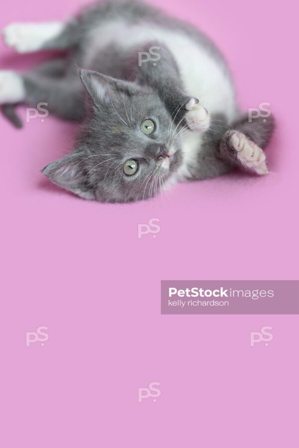 Gray Kitten playing on his back, pink background.