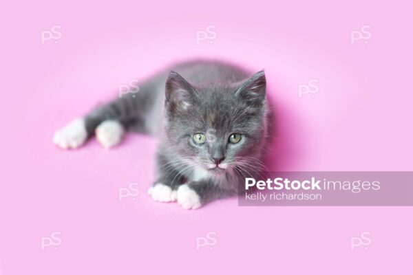 Gray Kitten with white socks and white mustache , pink background.