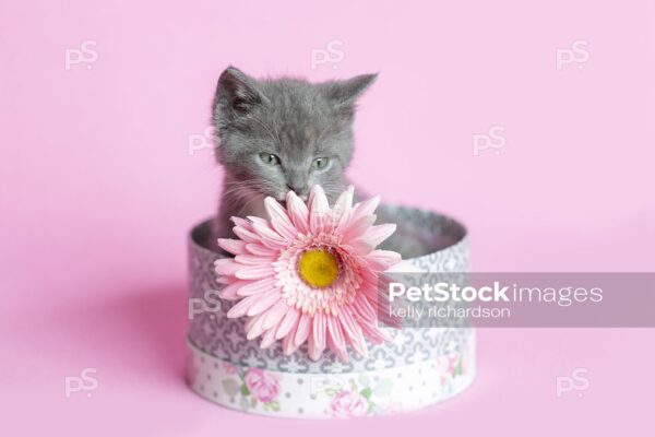 Gray Kitten sitting inside a white and gray round hat box, hiding behind a pink daisy flower,  pink background.