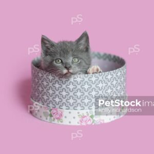 Gray Kitten laying inside white and gray round hat box, pink background..