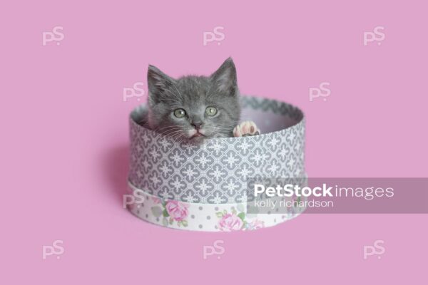 Gray Kitten laying inside white and gray round hat box, pink background..