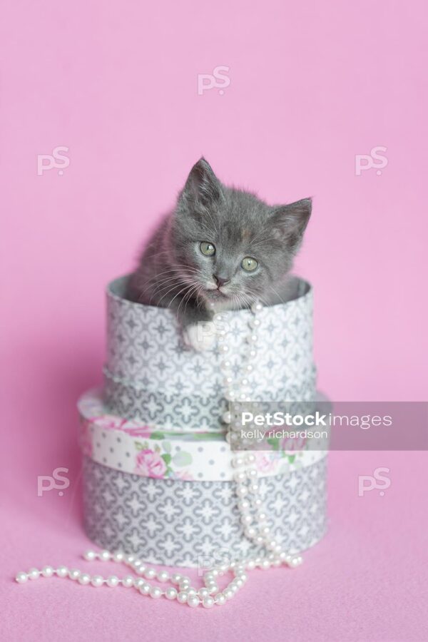 Gray Kitten sitting inside white and gray round hat boxes, wearing white pearls, pink background.