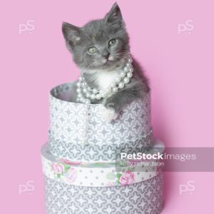 Gray Kitten sitting inside white and gray round hat boxes, wearing white pearls, pink background.