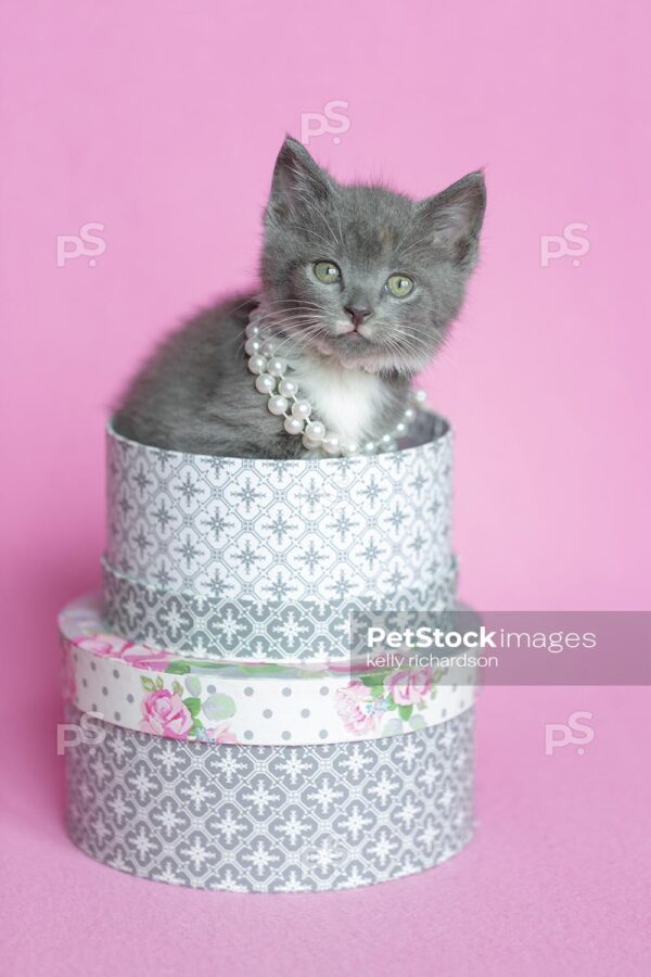 Gray Kitten sitting inside white and gray round hat boxes, wearing white pearls, pink background..