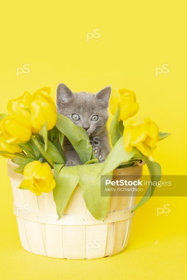 Gray kitten in a flower basket with yellow tulips, yellow background.