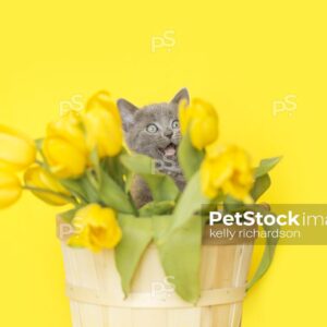 Gray kitten in a flower basket with mouth open in surprise playing with yellow tulips, yellow background