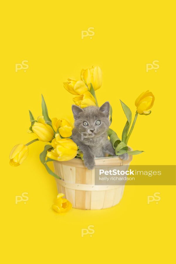 Gray kitten in a flower basket with yellow tulips, yellow background.