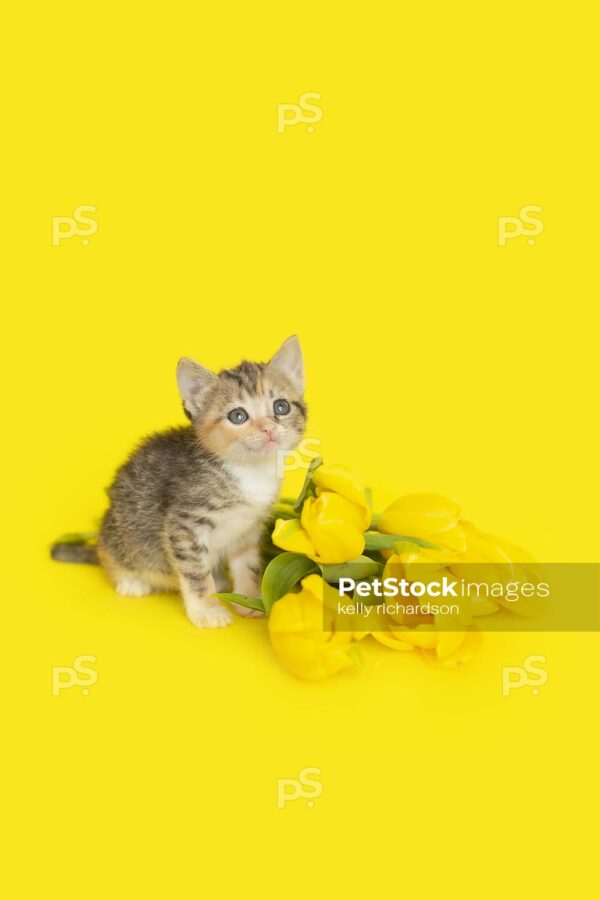 Tiny tabby kitten sitting next to a bouquet of yellow tulips, yellow background.