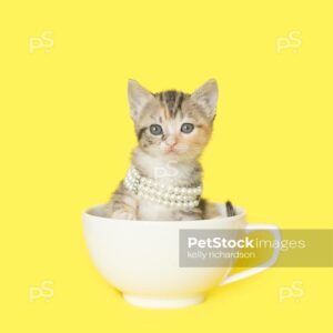 Tiny tabby kitten sitting inside of a yellow teacup wearing white pearls, yellow background.