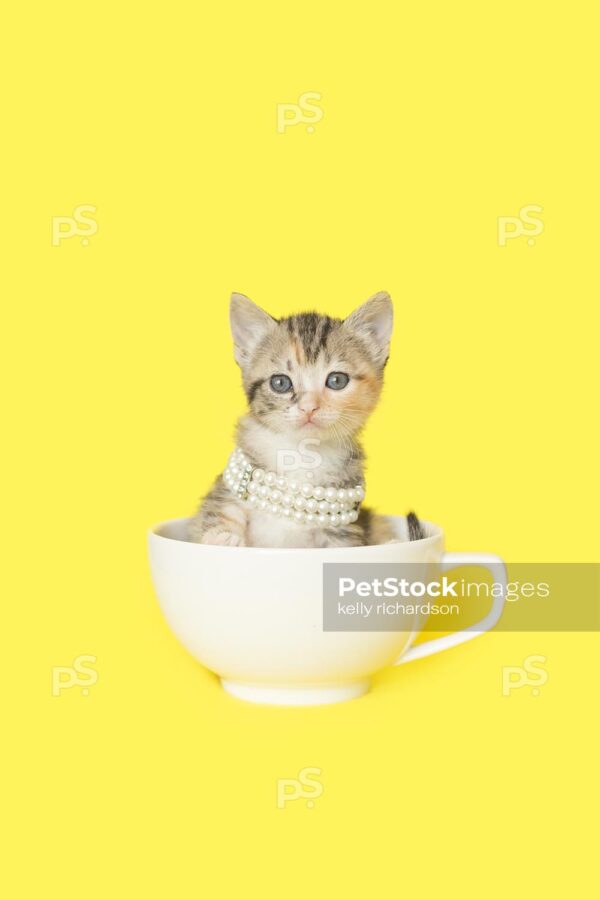 Tiny tabby kitten sitting inside of a yellow teacup wearing white pearls, yellow background.