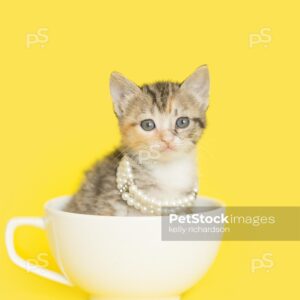 Tiny tabby kitten sitting inside of a yellow teacup wearing white pearls, yellow background.