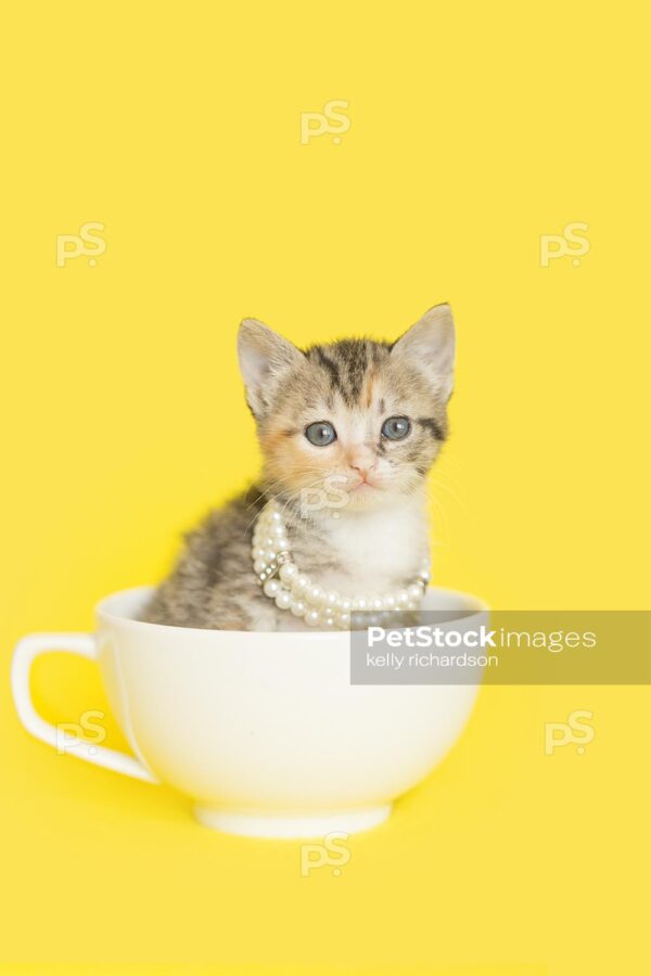 Tiny tabby kitten sitting inside of a yellow teacup wearing white pearls, yellow background.