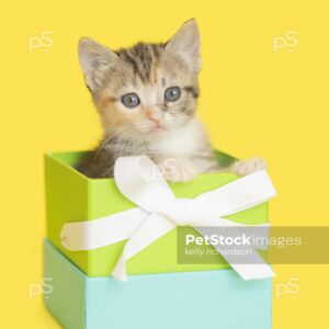 Tiny tabby kitten sitting inside of a blue and green square gift box  with white bow, yellow background.