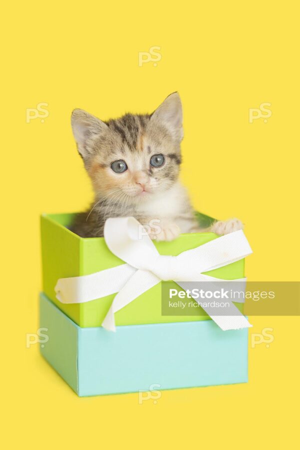 Tiny tabby kitten sitting inside of a blue and green square gift box  with white bow, yellow background.