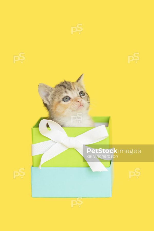 Tiny tabby kitten looking up,  sitting inside of a blue and green square gift box  with white bow, yellow background.