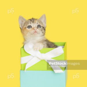 Royalty Free photo of a Tiny tabby kitten looking up,  sitting inside of a blue and green square gift box  with white bow, yellow background.