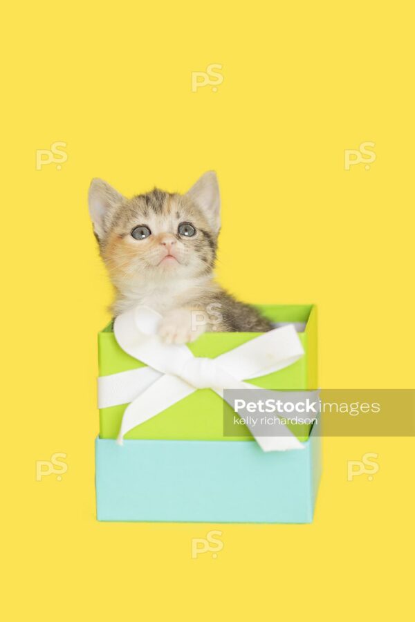 Royalty Free photo of a Tiny tabby kitten looking up,  sitting inside of a blue and green square gift box  with white bow, yellow background.