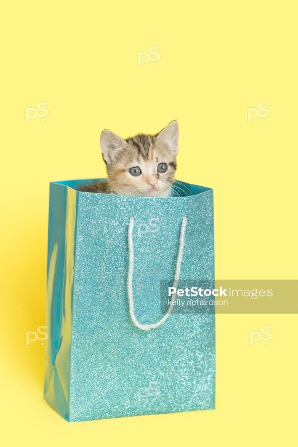 Tiny tabby kitten inside of a blue glittery Birthday gift bag,  yellow background.