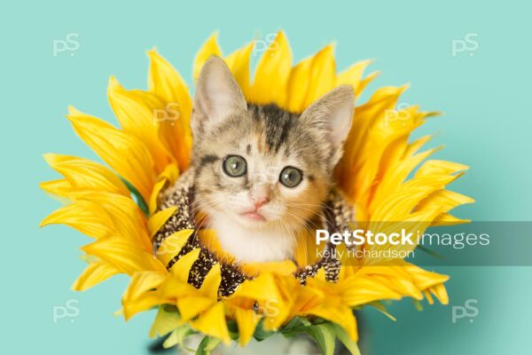 Tiny torbie Calico tabby kitten wearing a sunflower, kitten head is popping out through center of the flower, blue background.