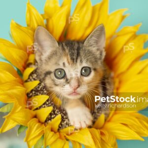 Tiny torbie Calico tabby kitten wearing a sunflower on neck, head popping through flower, blue background.