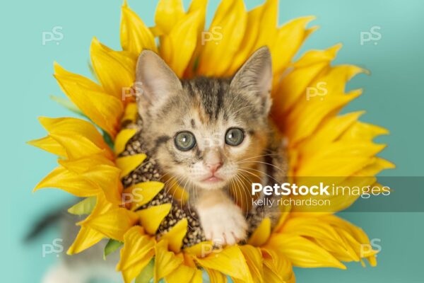 Tiny torbie Calico tabby kitten wearing a sunflower on neck, head popping through flower, blue background.