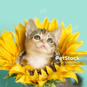 Tiny torbie Calico tabby kitten wearing a sunflower on neck, head popping through flower, blue background.