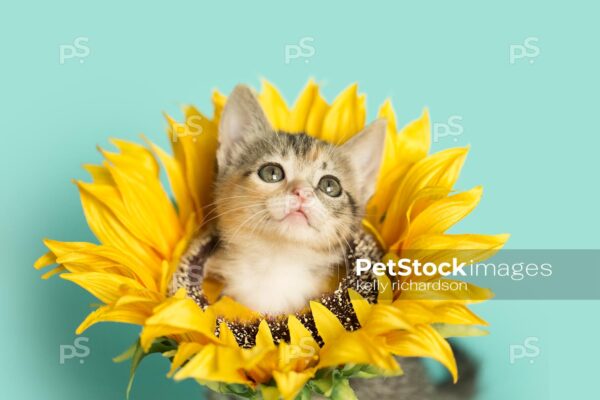 Tiny torbie Calico tabby kitten wearing a sunflower on neck, head popping through flower, blue background.