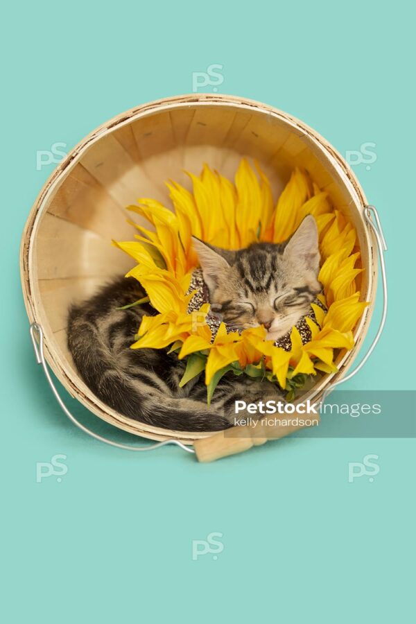 Tabby kitten wearing a sunflower on neck, head popping through flower, sleeping inside of a tan wooden flower basket turned on its side, blue background.