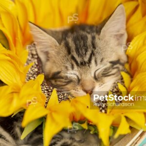 Horizontal Close Up Face of a Tabby kitten wearing a sunflower on neck, head popping through flower, sleeping inside of a tan wooden flower basket turned on its side, blue background.