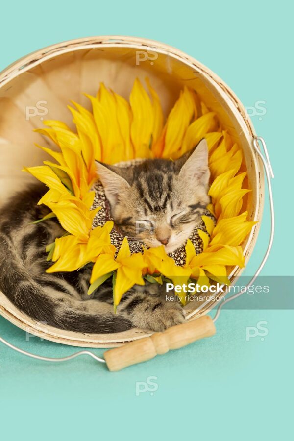 Kitten Asleep Flower Basket