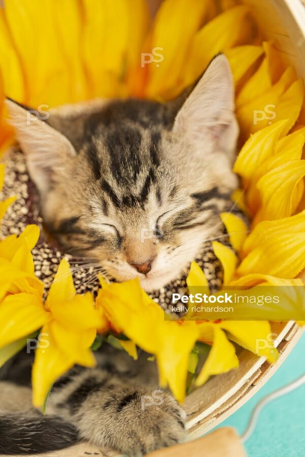 Vertical Close Up Face of a Tabby kitten wearing a sunflower on neck, head popping through flower, sleeping inside of a tan wooden flower basket turned on its side, blue background.